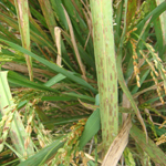 2-grains transformed into a mass of yellow fruiting bodies